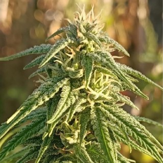 Himalaya Snow   5 u. Regular Ace Seeds