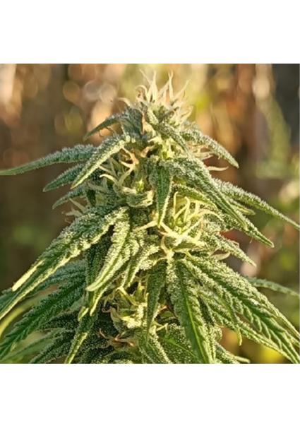 Himalaya Snow   5 u....