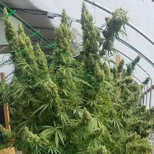 Honduras   5 u. Regular Ace Seeds
