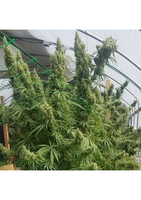 Honduras   5 u. Regular Ace Seeds