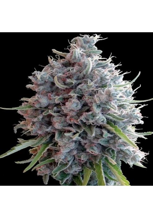 Killer A5 Haze   5 u. Regular Ace Seeds