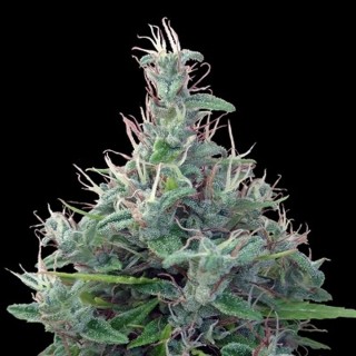 Lebanese   5 u. Regular Ace Seeds