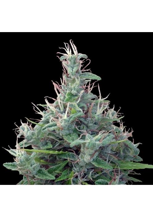 Lebanese   5 u. Regular Ace Seeds