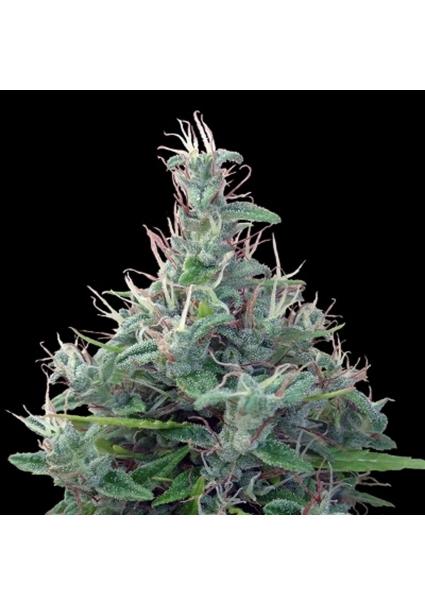 Lebanese   5 u. Regular Ace...