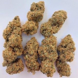 Magic Carrot   5 u. Regular Ace Seeds