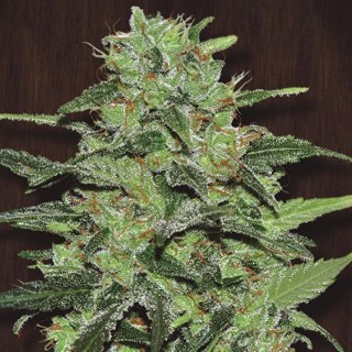 Malawi   5 u. Regular Ace Seeds