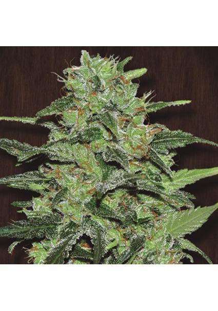 Malawi   5 u. Regular Ace...