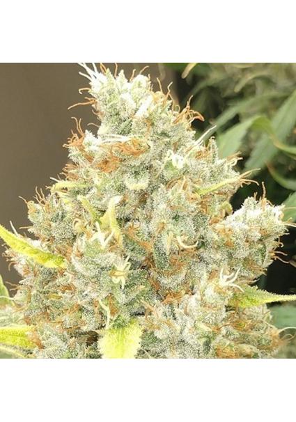 Malawi x Panama   5 u....