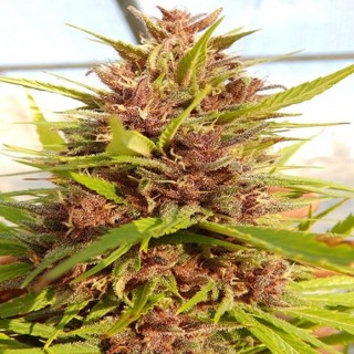 Malawi x PCK   5 u. Regular Ace Seeds