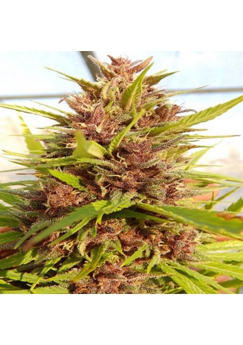 Malawi x PCK   5 u. Regular Ace Seeds