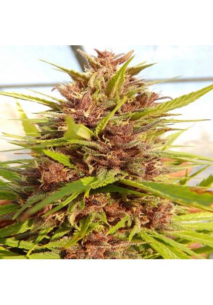 Malawi x PCK   5 u. Regular...