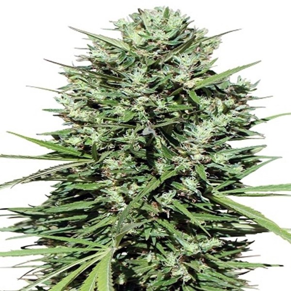 Morocco Beldia Kif   5 u. Regular Ace Seeds