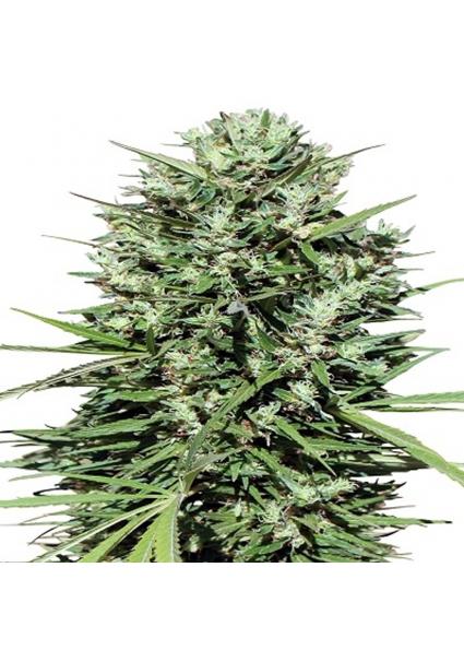 Morocco Beldia Kif   5 u....