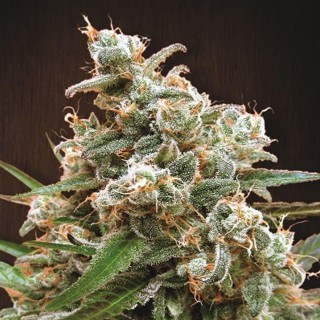 Nepal Jam   5 u. Regular Ace Seeds