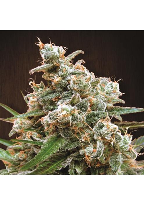 Nepal Jam   5 u. Regular Ace Seeds