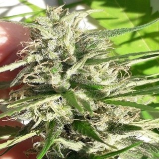 New Caledonia   5 u. Regular Ace Seeds