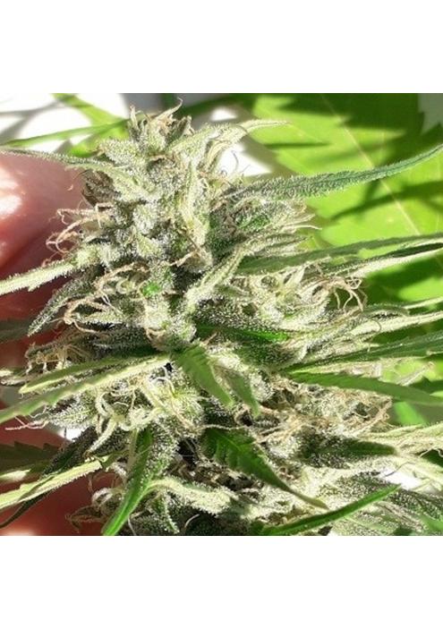 New Caledonia   5 u. Regular Ace Seeds