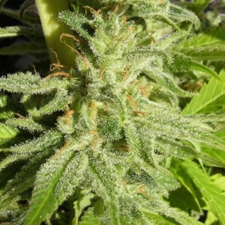 Orient Express   5 u. Regular Ace Seeds