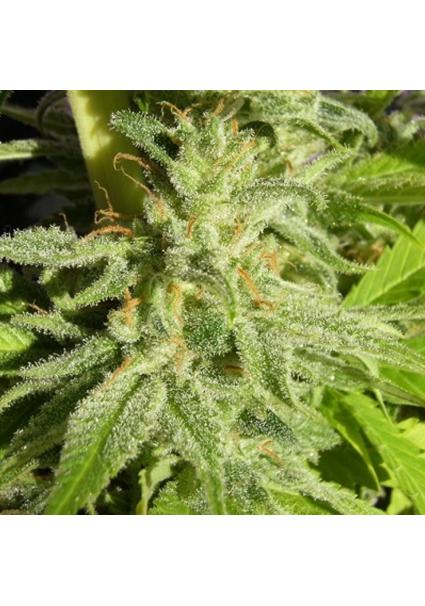 Orient Express   5 u....