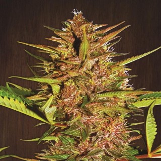 Pakistan Chitral Kush   5 u. Regular Ace Seeds