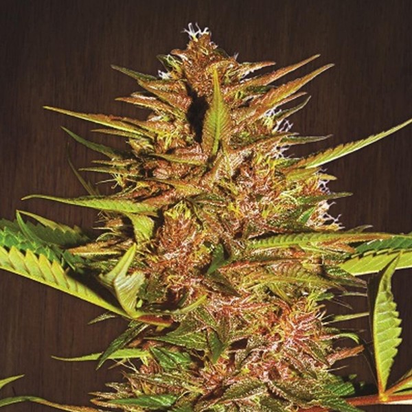 Pakistan Chitral Kush   5 u. Regular Ace Seeds