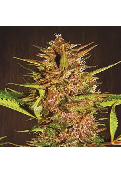 Pakistan Chitral Kush   5...