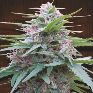 Panama   5 u. Regular Ace Seeds