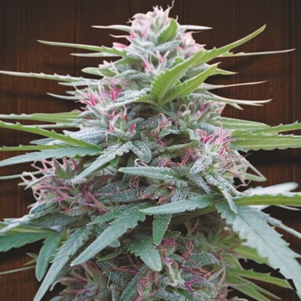 Panama   5 u. Regular Ace Seeds