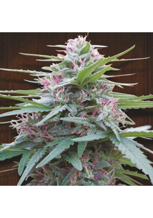 Panama   5 u. Regular Ace Seeds