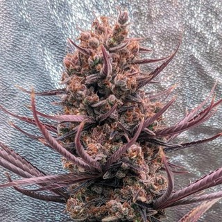 Panama Haze   5 u. Regular Ace Seeds