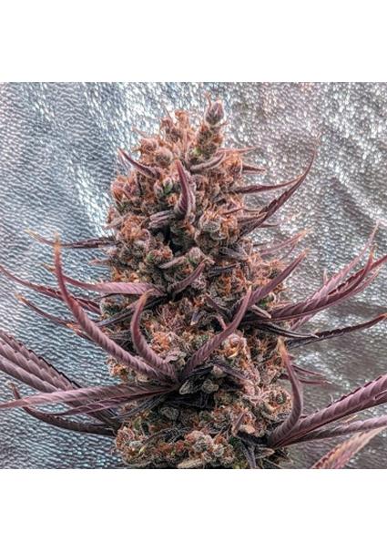 Panama Haze   5 u. Regular...