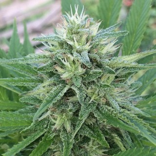 Panama x Bangi Haze   5 u. Regular Ace Seeds
