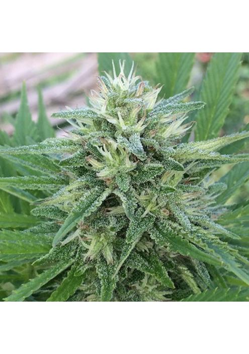 Panama x Bangi Haze   5 u. Regular Ace Seeds