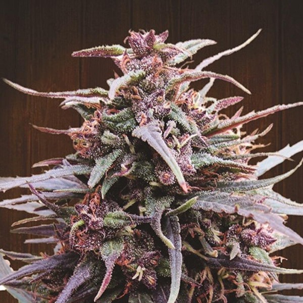 Purple Haze x Malawi   5 u. Regular Ace Seeds