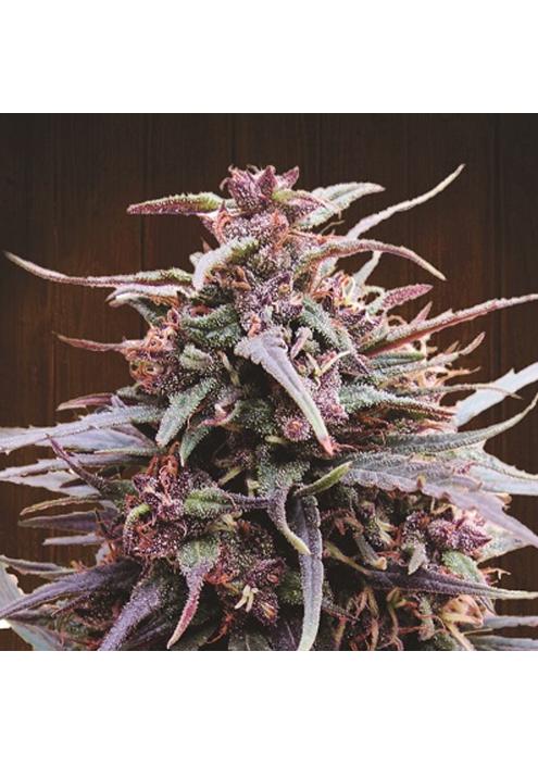 Purple Haze x Malawi   5 u. Regular Ace Seeds