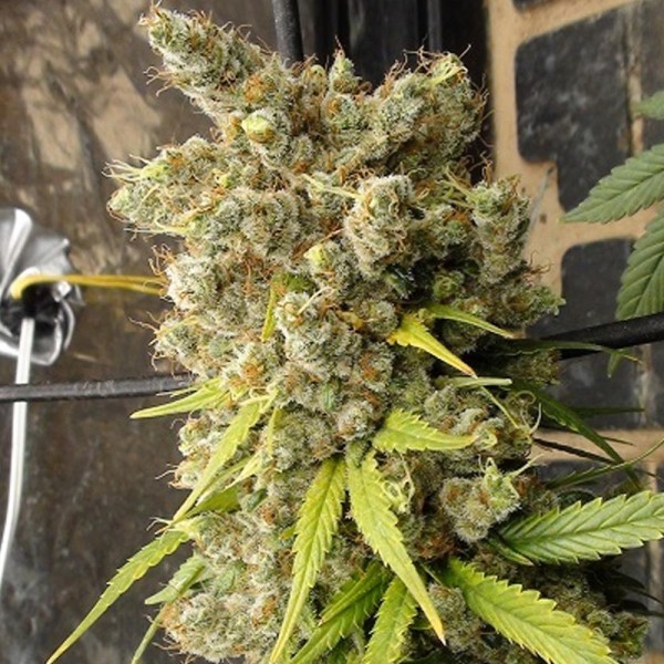 Super Malawi Haze   5 u. Regular Ace Seeds