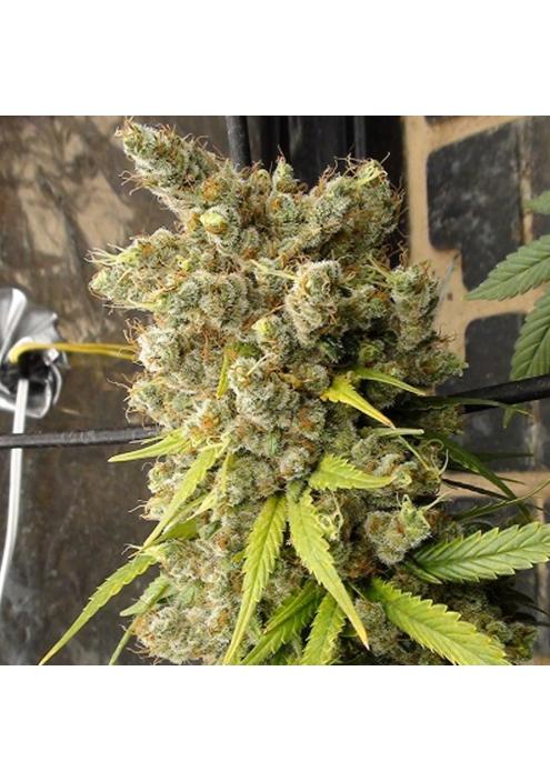 Super Malawi Haze   5 u. Regular Ace Seeds