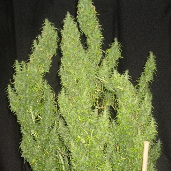 Thai   5 u. Regular Ace Seeds