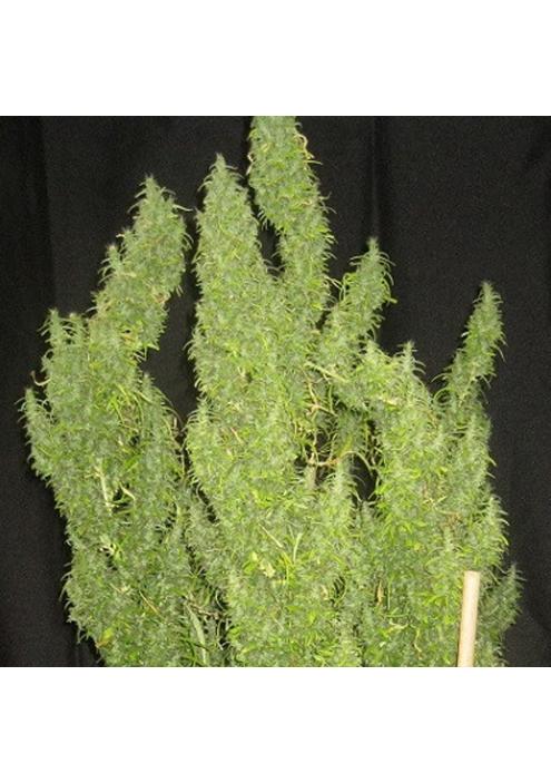 Thai   5 u. Regular Ace Seeds