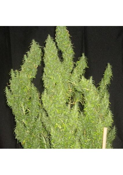 Thai   5 u. Regular Ace Seeds