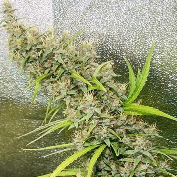 Thai x Panama   5 u. Regular Ace Seeds