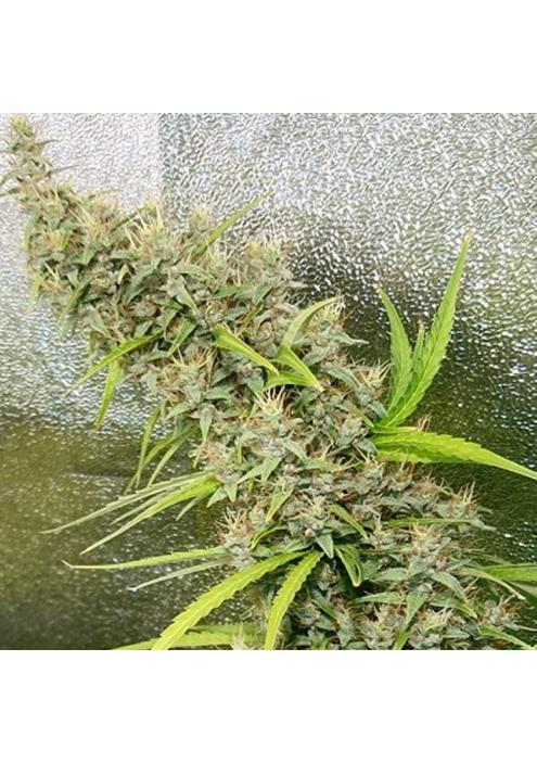 Thai x Panama   5 u. Regular Ace Seeds