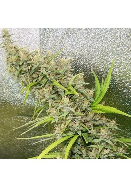 Thai x Panama   5 u....