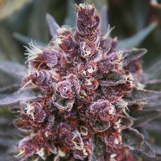 Violeta   5 u. Regular Ace Seeds