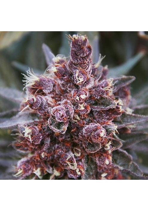 Violeta   5 u. Regular Ace Seeds