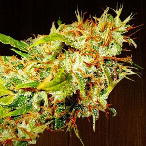 Zamaldelica   5 u. Regular Ace Seeds