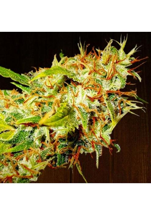 Zamaldelica   5 u. Regular Ace Seeds