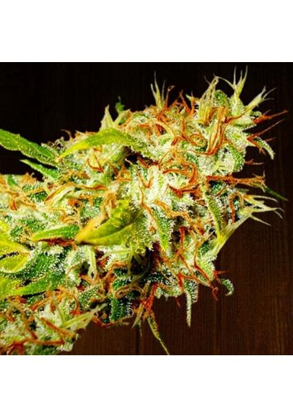 Zamaldelica   5 u. Regular...