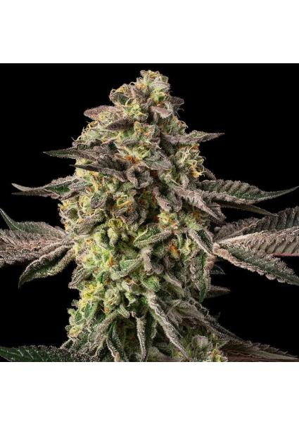 Sugar Rock  Silent Seeds x...
