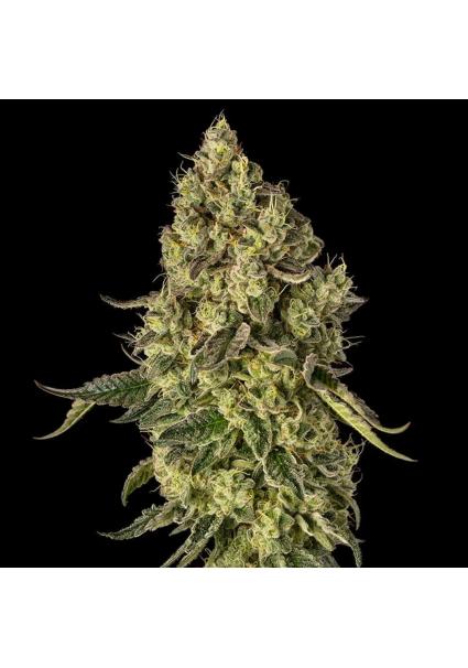 Peach Cake Silent Seeds x...